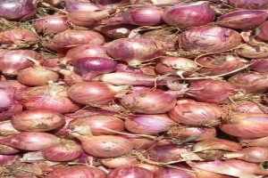 Red onion from Ethiopia